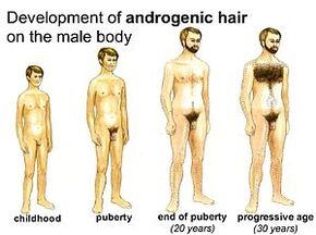 The stages of male development