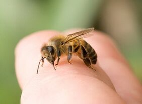 bee stings to enlarge the penis
