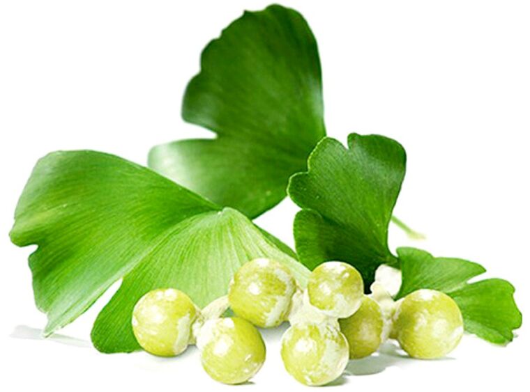 Ginkgo leaves improve blood circulation in the tissues of the penis