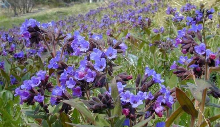 Lungwort to prepare an infusion to help increase penis size