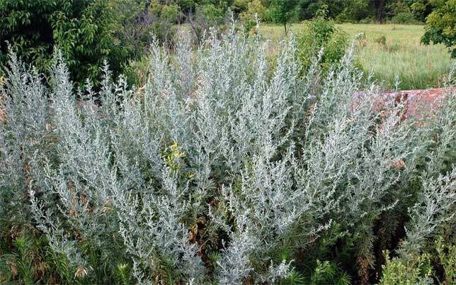 Mugwort decoction helps to enlarge the penis